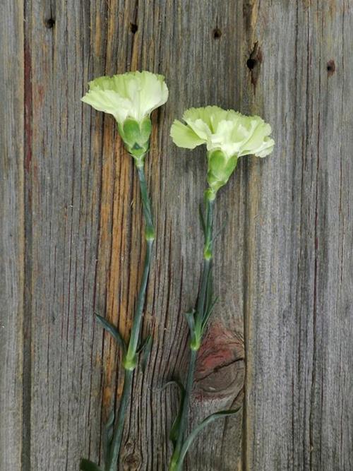 SHERIDA GREEN CARNATIONS